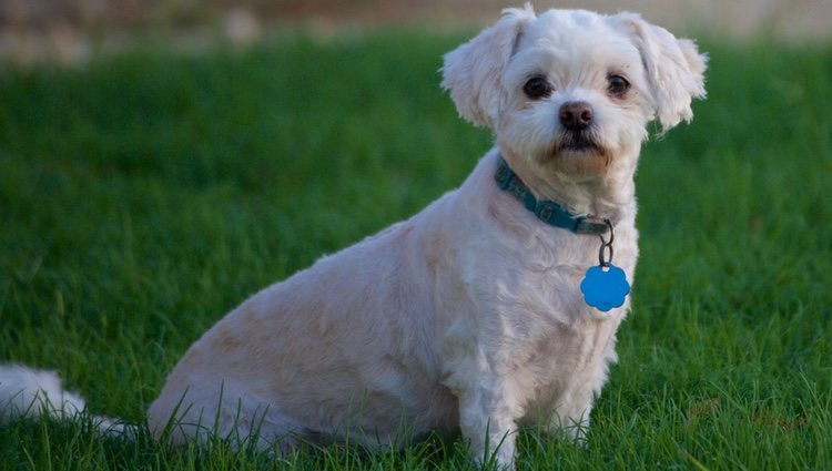 El maltipoo es una raza híbrida 