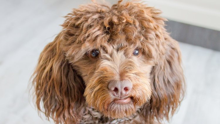 El pelo del maltipoo requiere de un cuidado específico