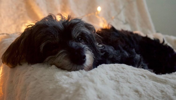 La salud del maltipoo es muy buena