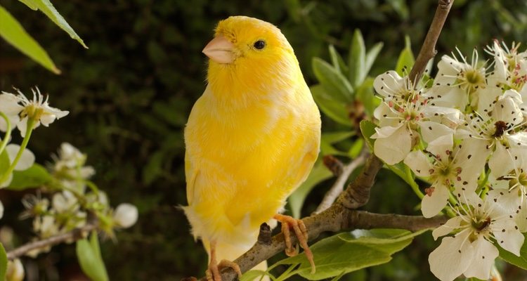 Es importante que elijas a un macho si lo que quieres es que tu pájaro cante