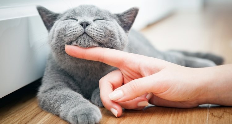 Dándoles de comer o acariciándolos se refuerza este comportamiento