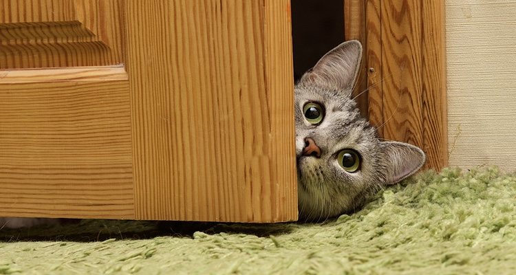 No le dejes entrar en tu habitación a la hora de dormir