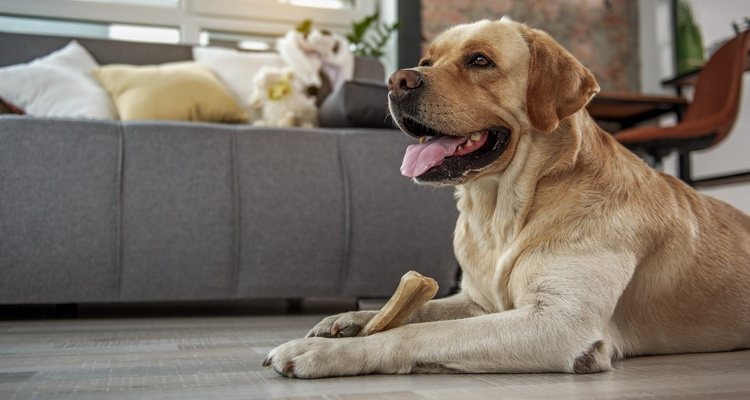 Los huesos para perro pueden tener una serie de ventajas y desventajas que hay que conocer