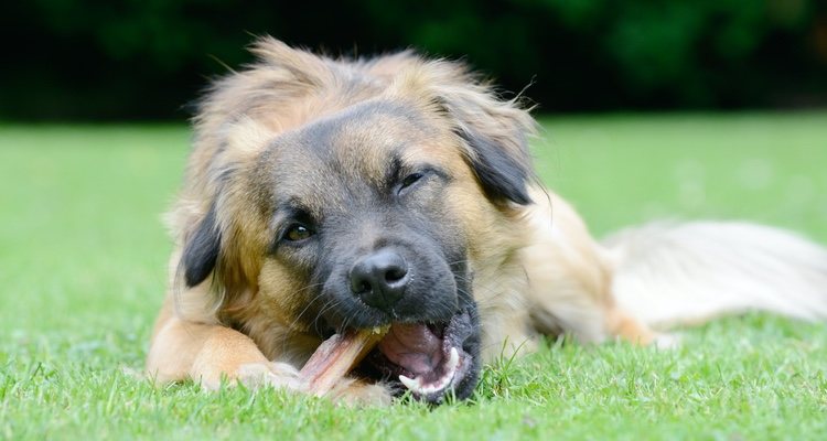 Saber todo sobre los huesos de los perros es muy importante antes de dárselo