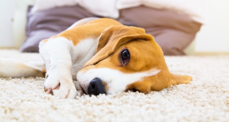 Acudir frecuentemente a las visitas con el veterinario ayudarán a diagnosticarlo