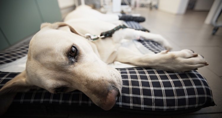 Los tratamientos dependen del grado de peritonitis de cada mascota