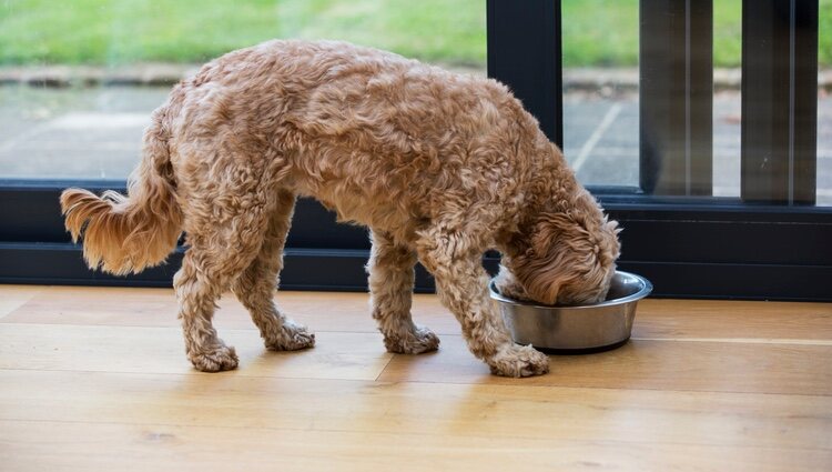  El Cavapoo necesita una dieta muy equilibrada