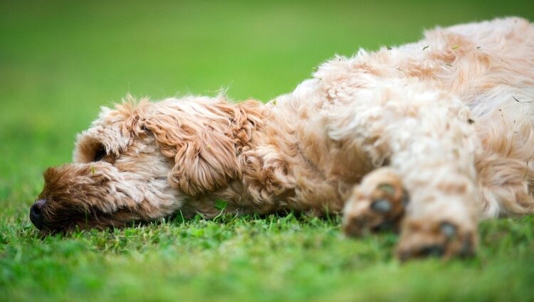 Los Cavoodle o Cavapoo pueden contraer enfermedades hereditarias