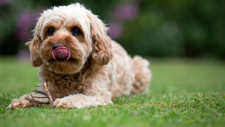 Los Cavoodle o Cavapoo suelen tener el pelo ondulado o rizado