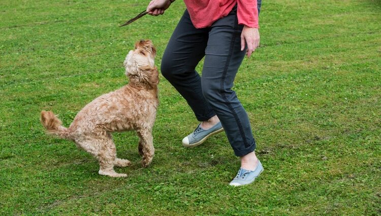 Los Cavoodle o Cavapoo son una raza que necesitan mucho movimiento