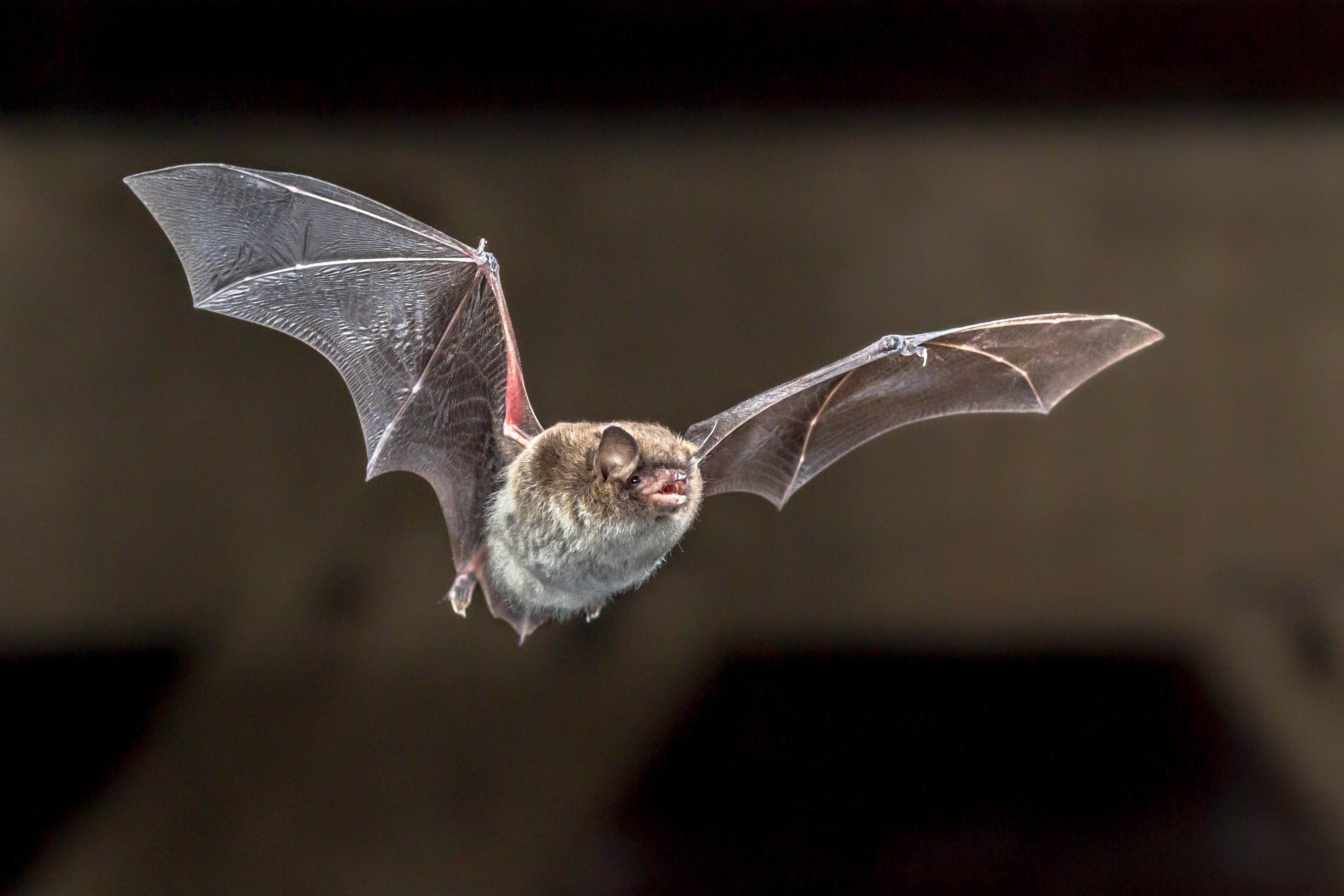 Los murciélagos son animales nocturnos