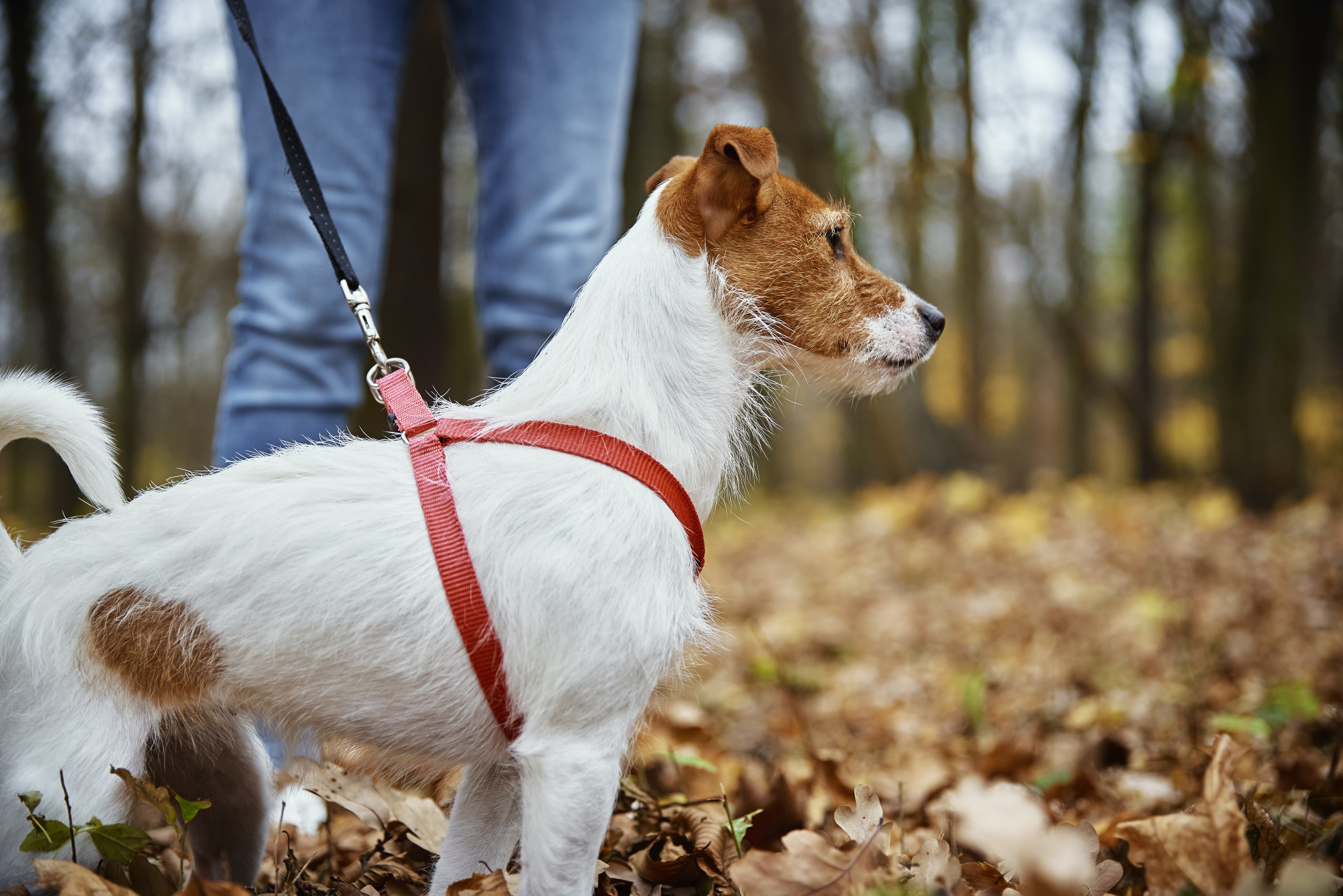 Es obligatorio acudir con correa a los cines para perros