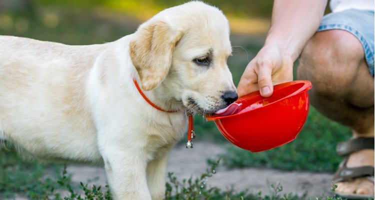 Ir probando con nuevas comidas es algo muy bueno para tu mascota