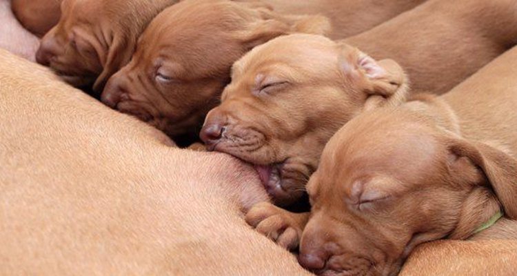 La leche materna para el cachorro es algo muy saludable