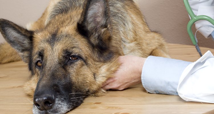 Hay signos que determinan que se tiene gastroenteritis