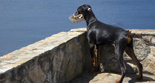 Perro de raza peligrosa con bozal