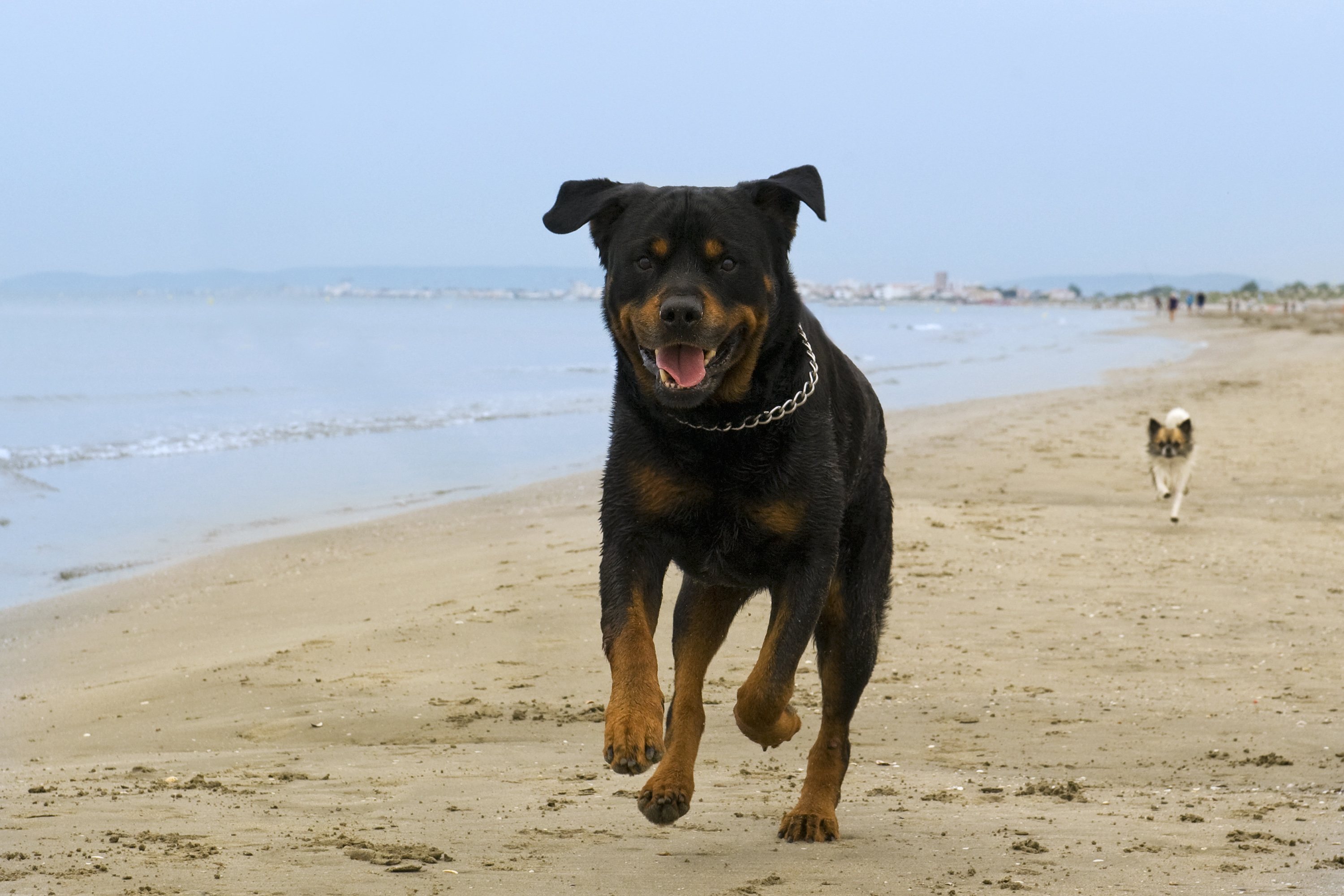 Los Rotweiler son perros considerados peligrosos