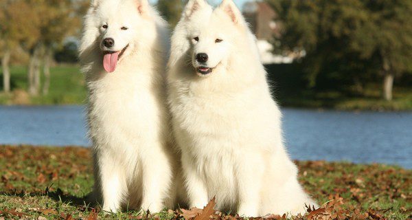 Hay que pensar más en el sufrimiento del perro que en nuestra tristeza