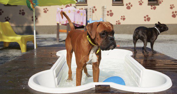 Un hotel para perros cuesta alrededor de 10 euros por día