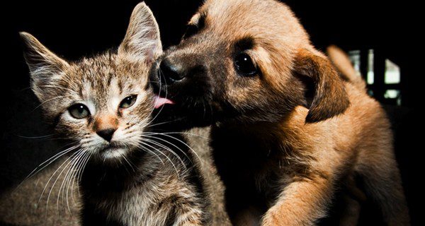 Los gatos requieren menos atenciones que los perros