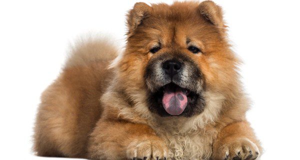  Los Chow Chow son una raza no adecuada para España