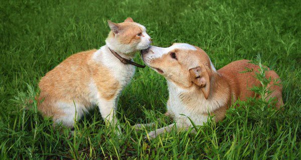 Los perros son mas sociables que los gatos 