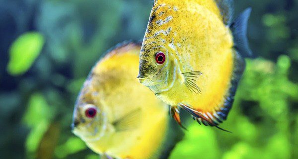 Es imprescindible sifonear el fondo del acuario dos o tres veces al año