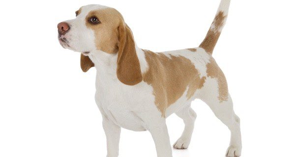 Aunque existen Beagles de color marrón y blanco, la raza pura tiene además de estos el color negro