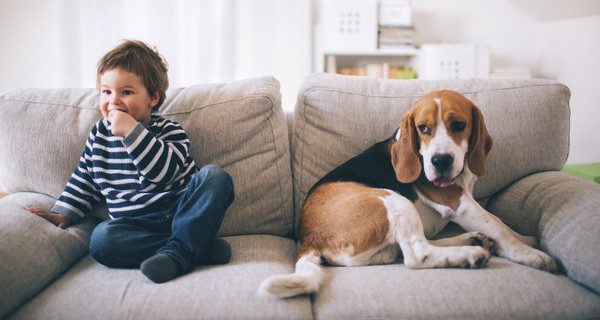 Son perros pacientes, obedientes y tranquilos, pero también activos e ideales para pasar el tiempo con los niños