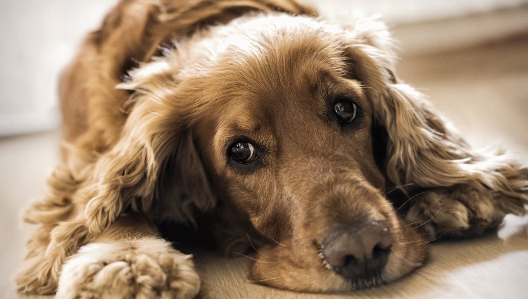 Los Cocker no suelen pasar los 10-4 kilos y no es más alto de los 40 centímetros