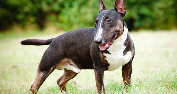 Los Bull Terrier tienen un aspecto físico muy diferente al resto de animales