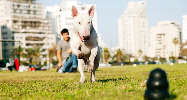 Un perro muy dócil que escuchará muy bien tus indicaciones[