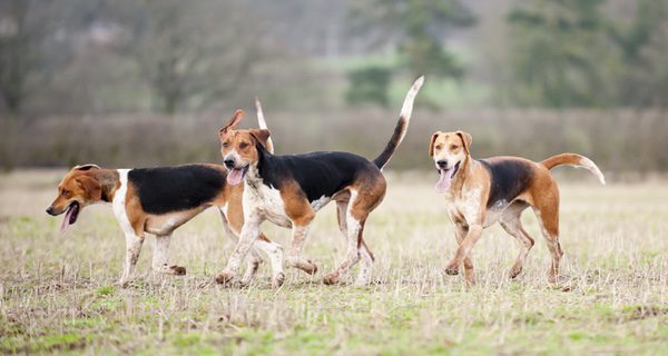 Foxhound un perro más activo que un Beagle