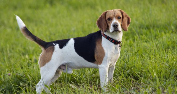 Foxhound inglés más robusto y grande que el Beagle