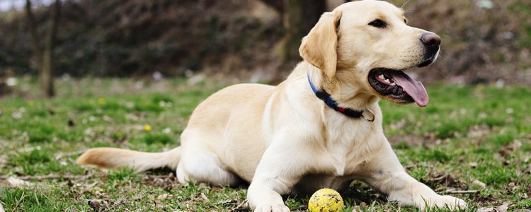 Perro Labrador