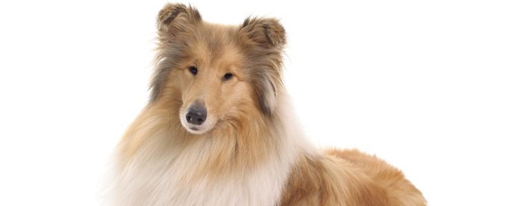 Collie