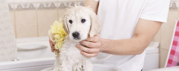 Hay toallitas especiales para los cachorros