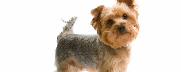  El Yorkshire Terrier aunque tiene el pelo largo, no lo pierde