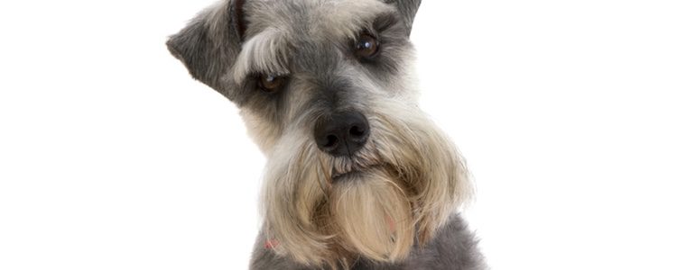 El Schnauzer es un perro de pequeño tamaño y pelaje largo en varias tonalidades