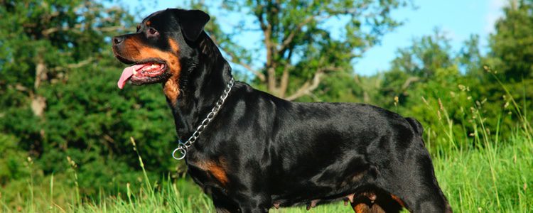 Rottweiler