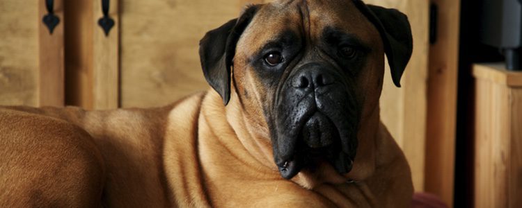 Bullmastiff