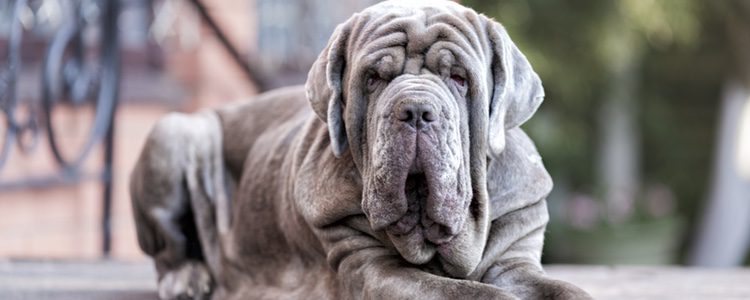 Esta raza tiene un carácter fuerte y tiene función de perro guardián.