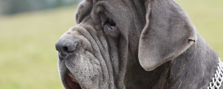 Mastín Napolitano ha sido una raza considerada de lucha y guerra.