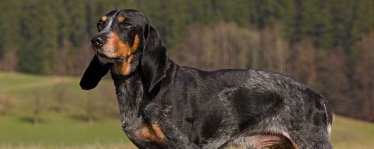 Ojo con la dieta del perro ya que suele tender al sobrepeso