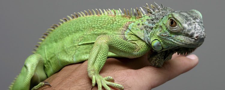 Existen lámparas especializadas para los reptiles