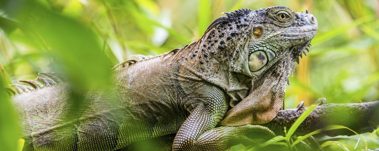 El ecosistema natural de las iguanas es muy variado