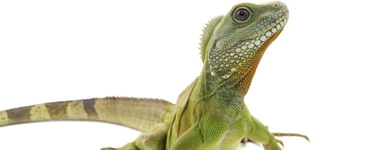 Las iguanas deben tener unos cuidados muy específicos para su supervivencia