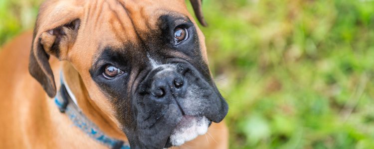 El boxer es un perro muy protector por eso puede llegar a ser agresivo