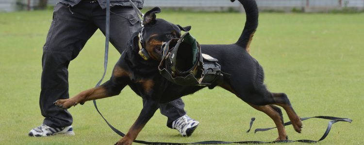 El Rotweiller es una de las razas más agresivas