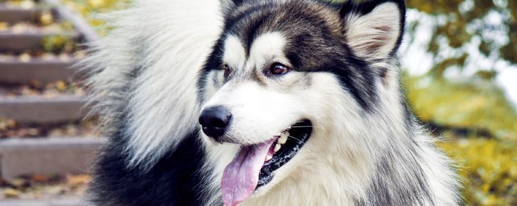 El Malamute parecido al Husky desata su agresividad con animales más pequeños